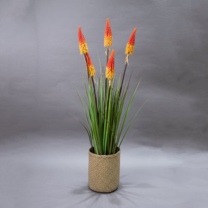 LONGJIN-120CM TORCH LILY GRASS ORG (413252210)