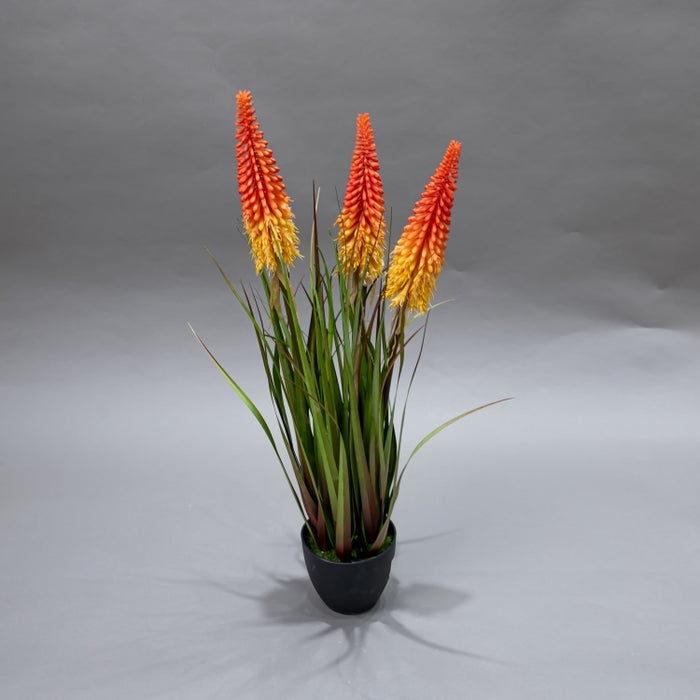 LONGJIN-70CM TORCH LILY GRASS (413252208)