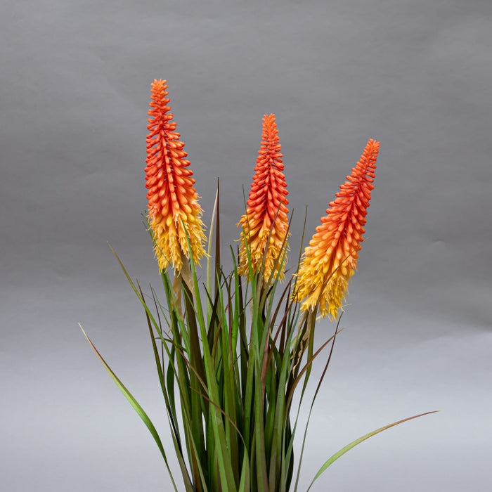 LONGJIN-70CM TORCH LILY GRASS (413252208)