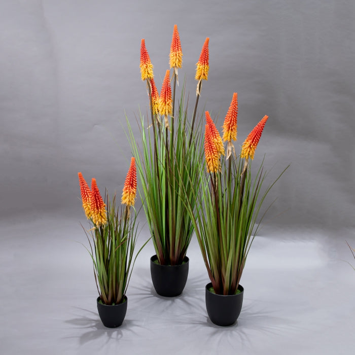 LONGJIN-90CM TORCH LILY GRASS ORG (413252209)