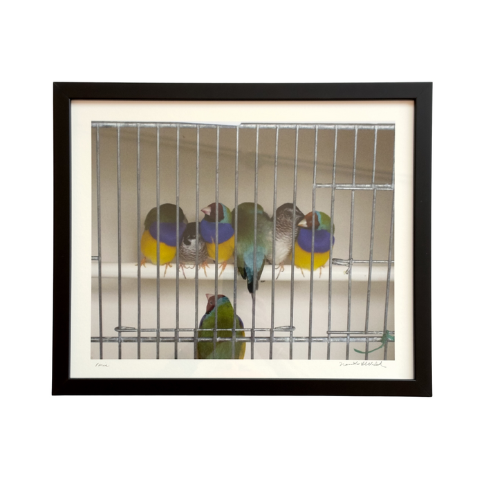 Maestro Birds